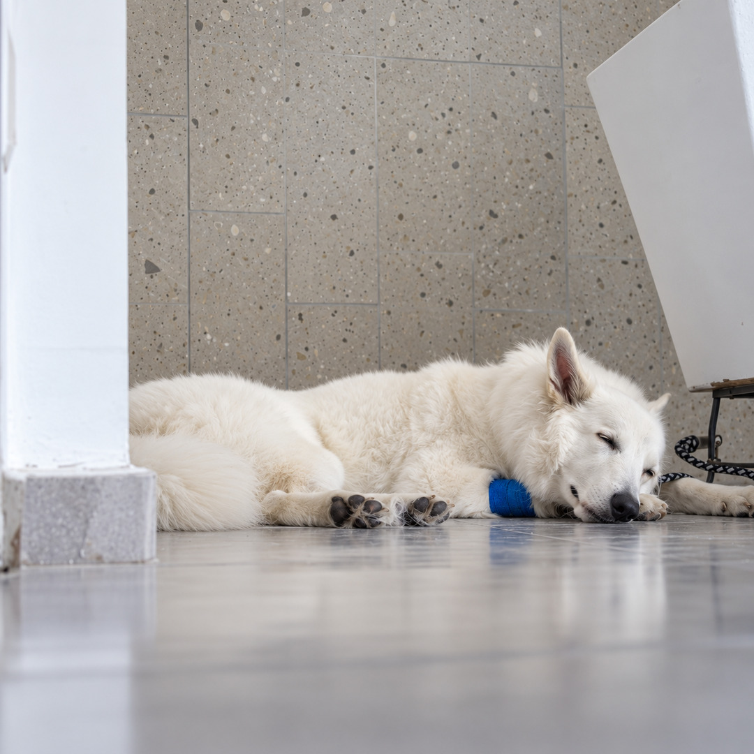 Perro hospitalizado en Hospital Veterinario Querétaro